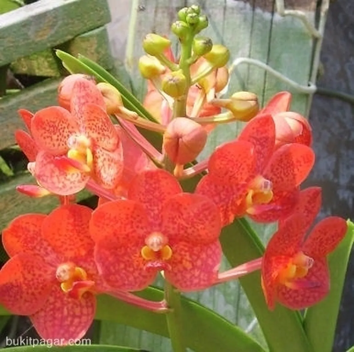 vendita delle orchidee-4