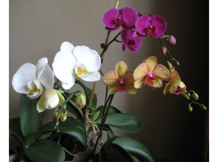 vendita delle orchidee-5
