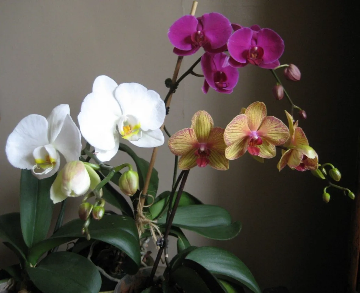 vendita delle orchidee-5