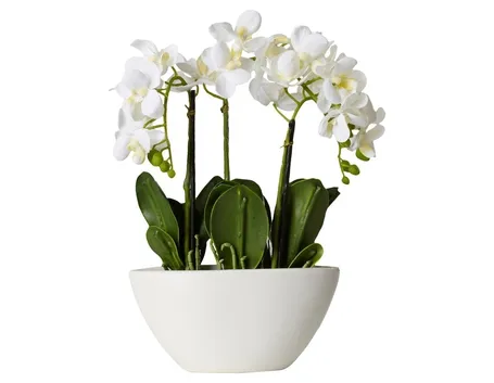 vendita delle orchidee-7