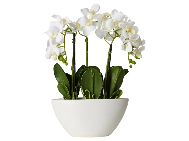 vendita delle orchidee-7