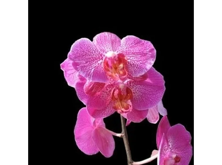 vendita delle orchidee-8