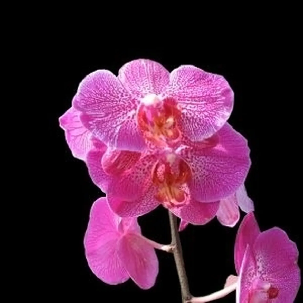 vendita delle orchidee-8