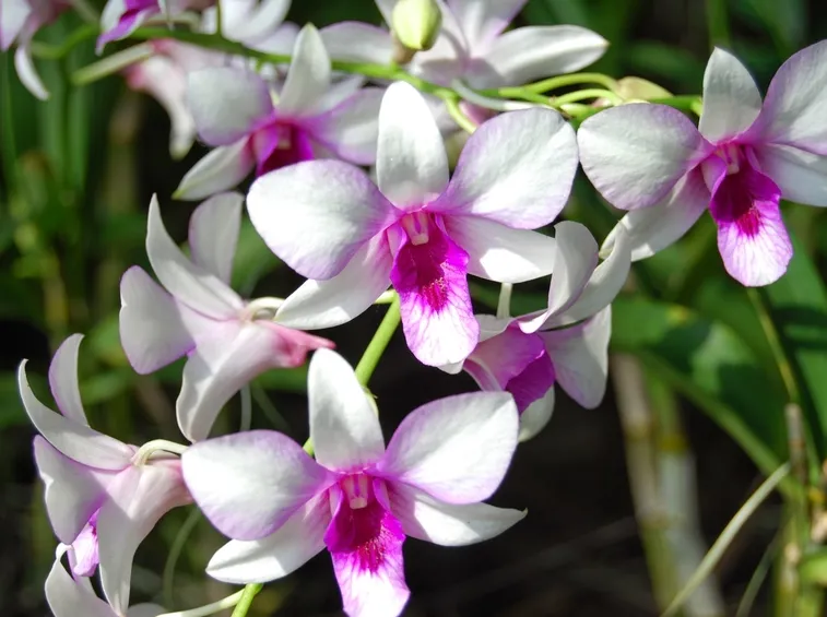 vendita delle orchidee