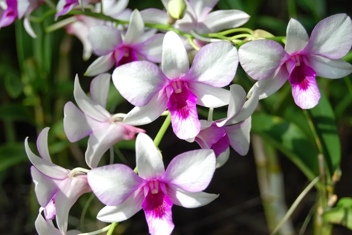 vendita delle orchidee