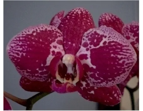 vendita orchidee-1