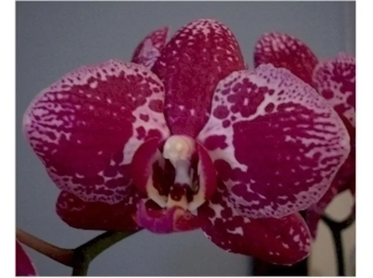 vendita orchidee-1