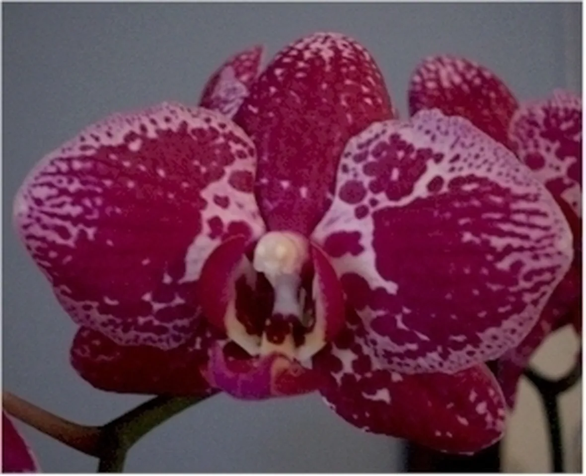 vendita orchidee-1