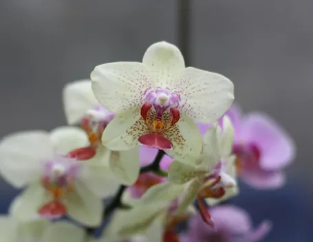 vendita orchidee-3