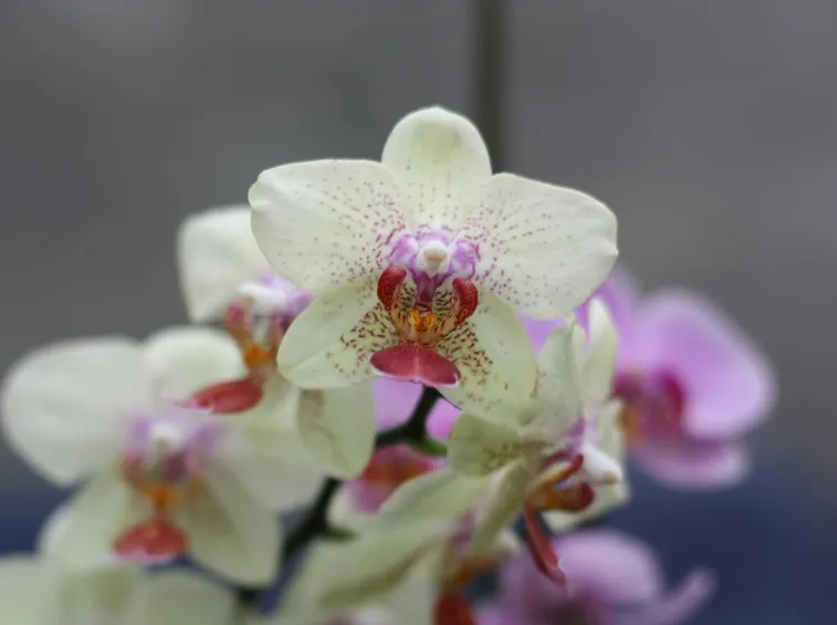 vendita orchidee-3