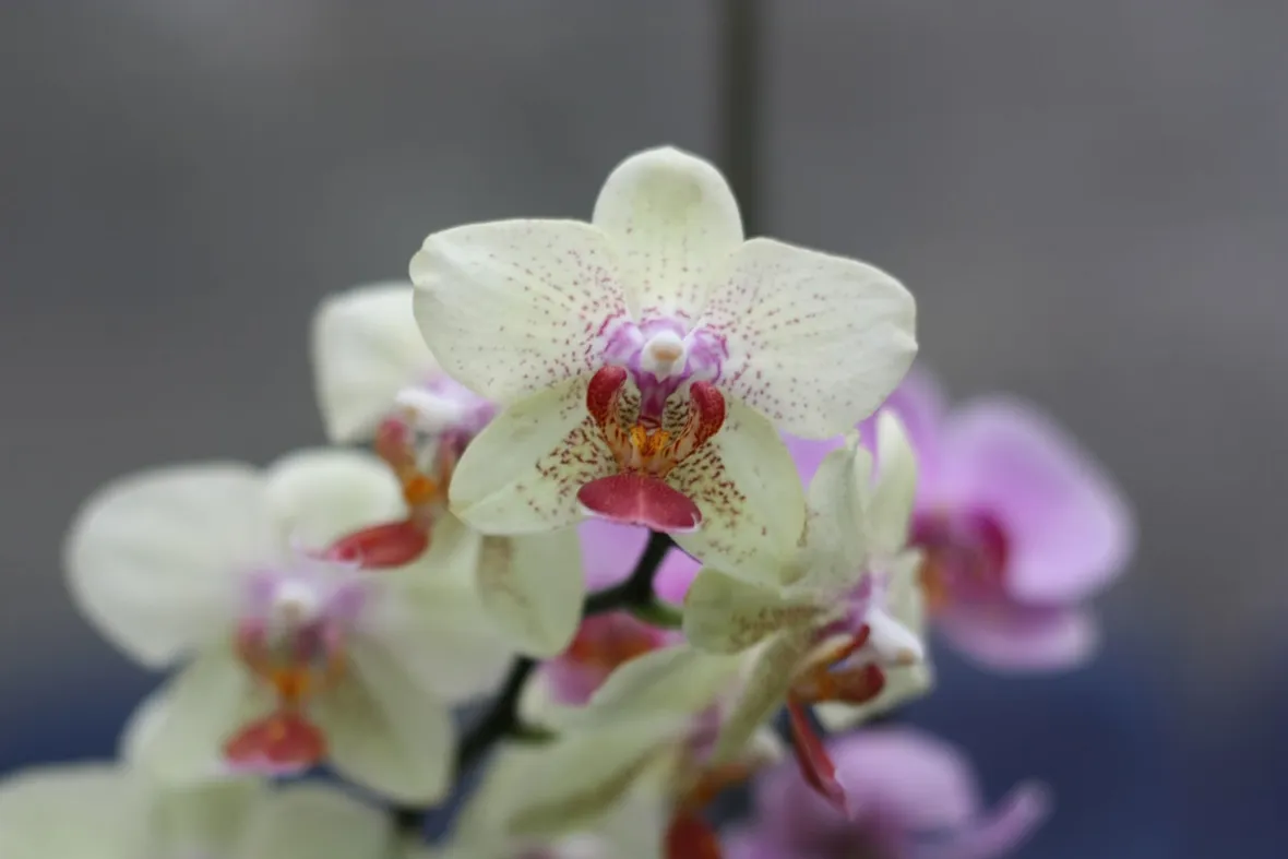 vendita orchidee-3