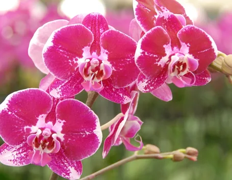 vendita orchidee-5
