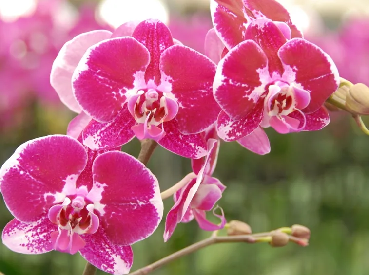 vendita orchidee-5