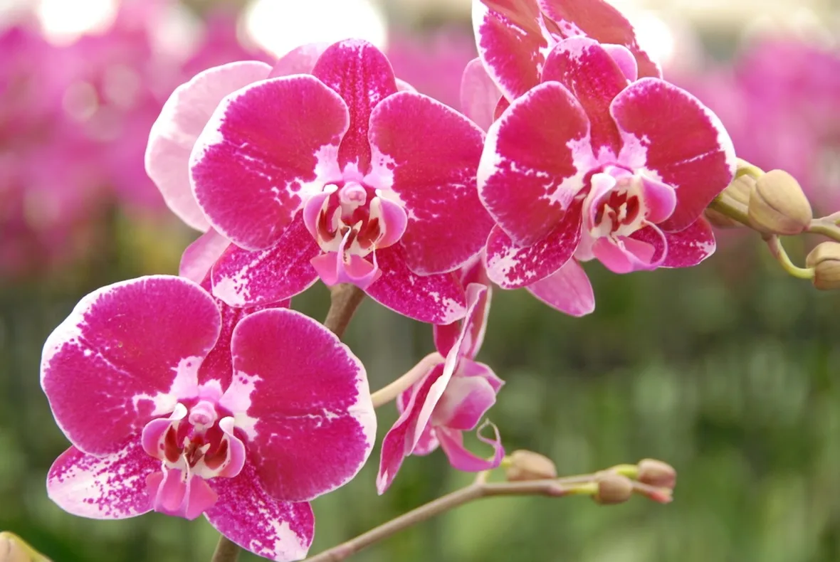 vendita orchidee-5