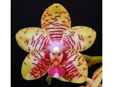 vendita orchidee-6