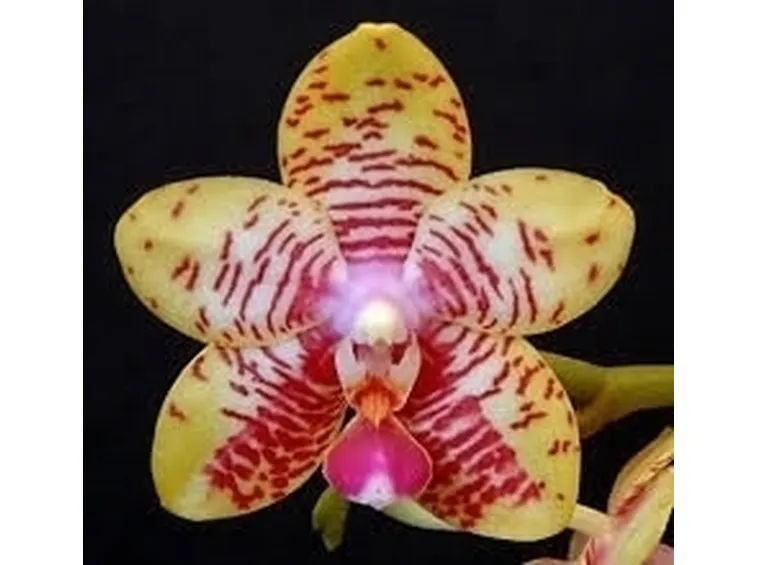 vendita orchidee-6