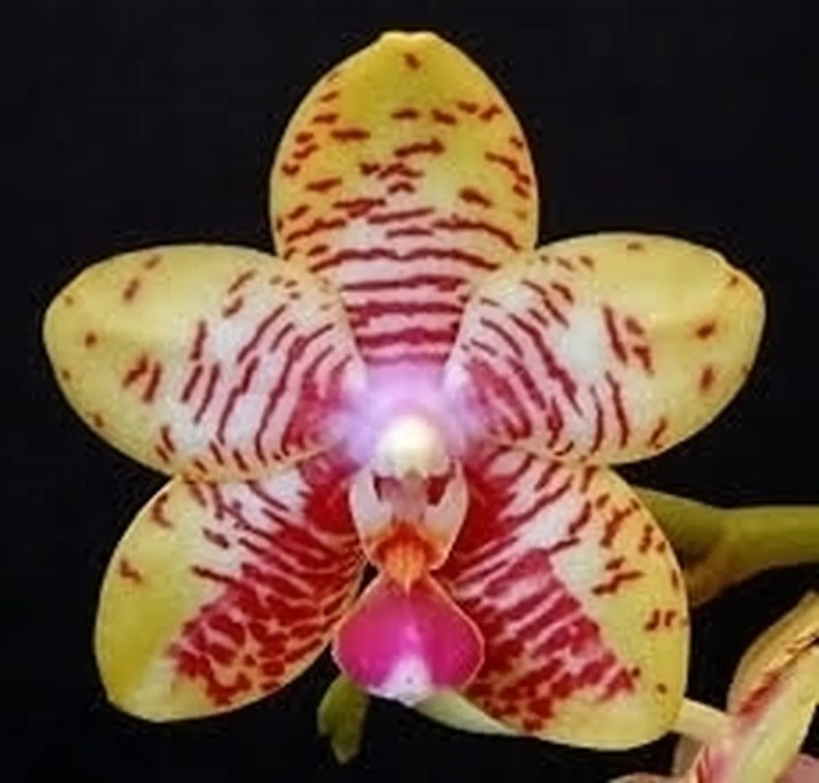 vendita orchidee-6
