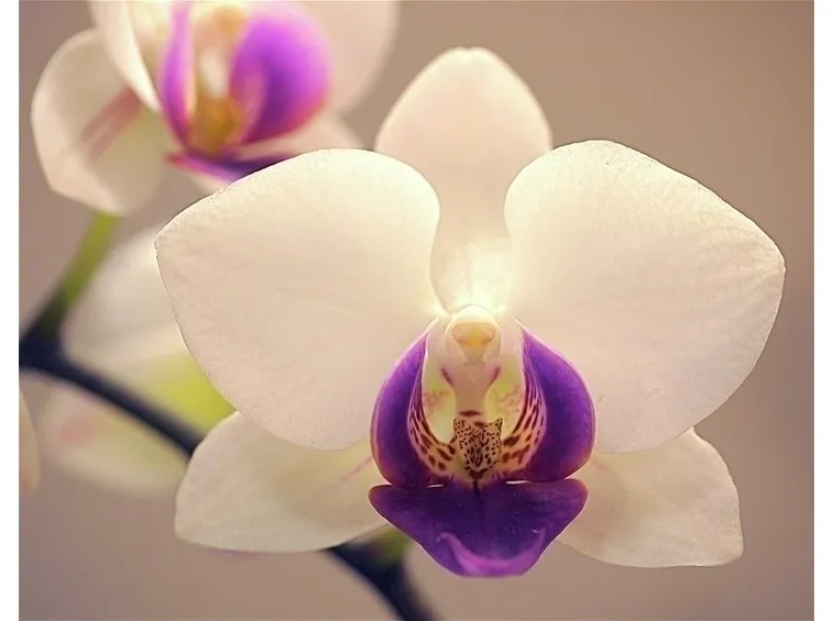 Dove si vendono le orchidee?