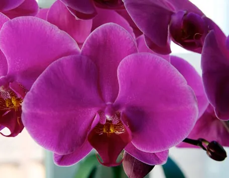 vendita orchidee-8