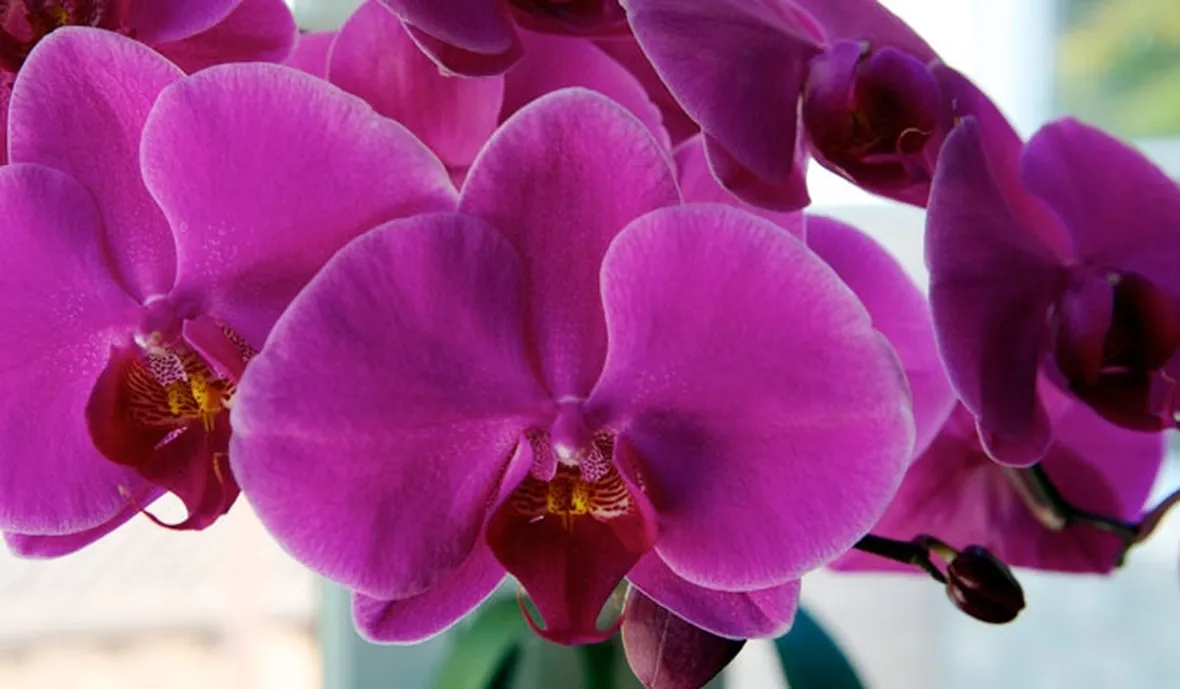 vendita orchidee-8