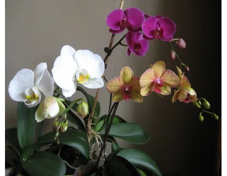 vendita orchidee-9