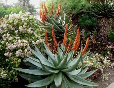 Aloe ferox