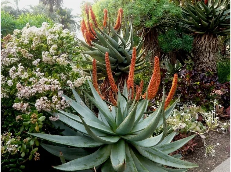 Aloe ferox