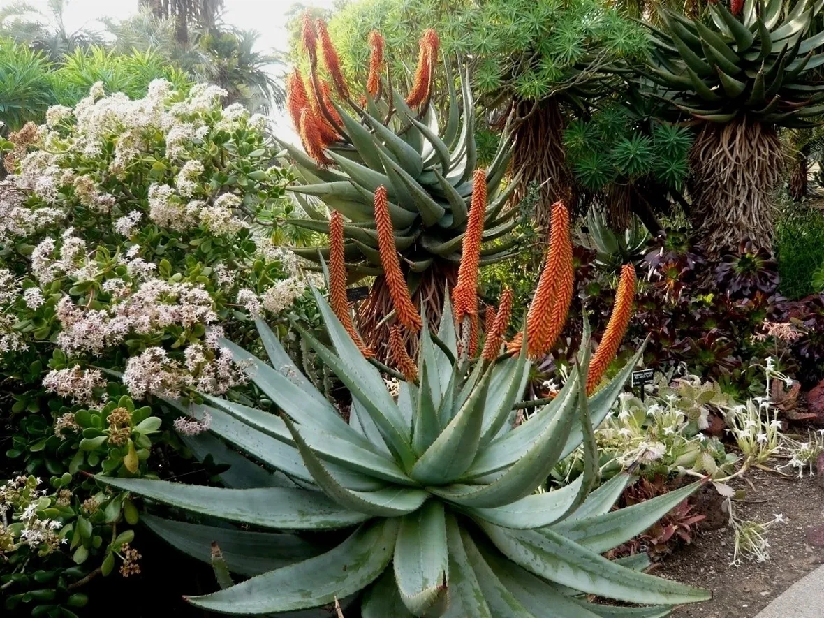 Aloe ferox