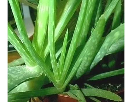 Aloe variegata

