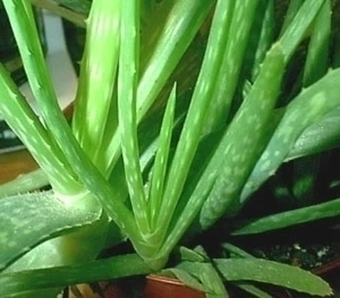 Aloe variegata
