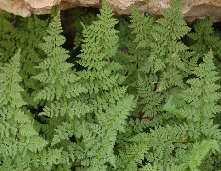 Annaffiare la felce a corna di cervo