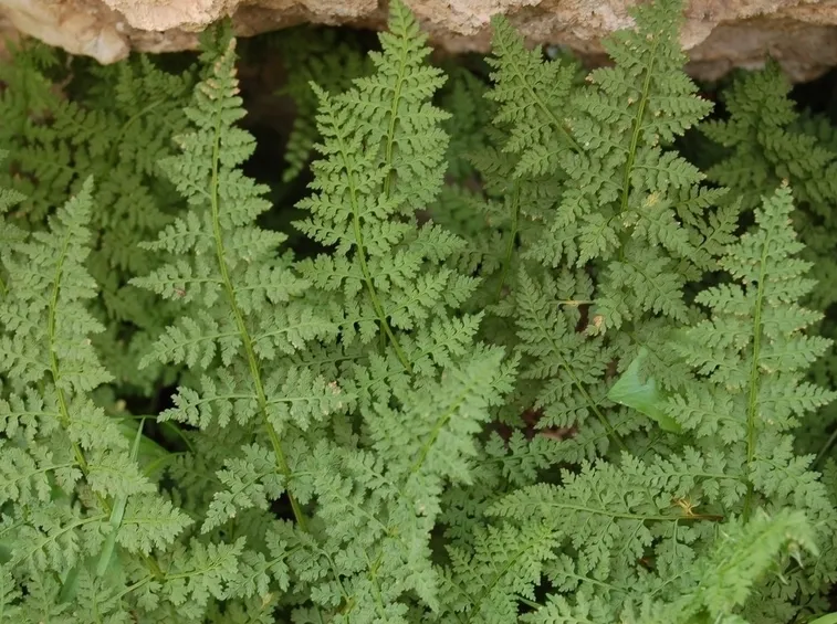 Annaffiare la felce a corna di cervo