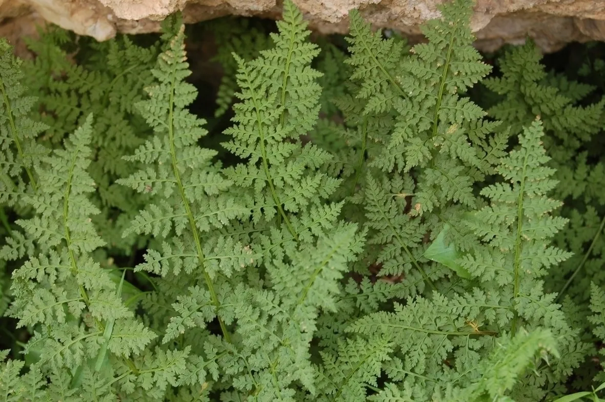 Annaffiare la felce a corna di cervo