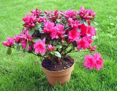 Azalea