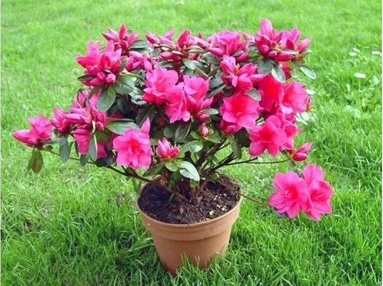Azalea