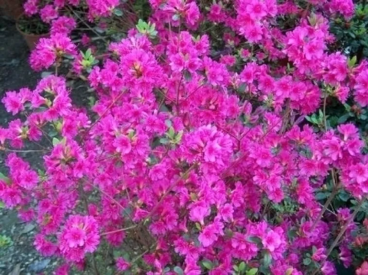 azalea