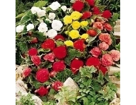 Begonia dedalea