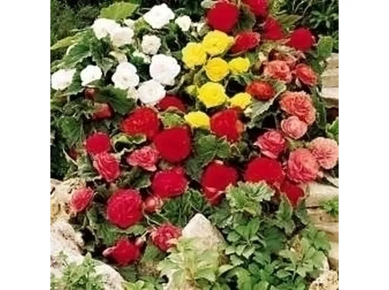 Begonia dedalea