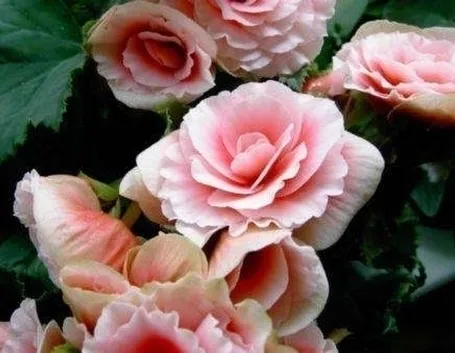 Begonia evansiana