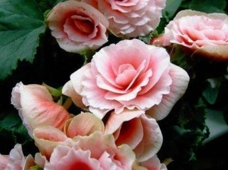 Begonia evansiana
