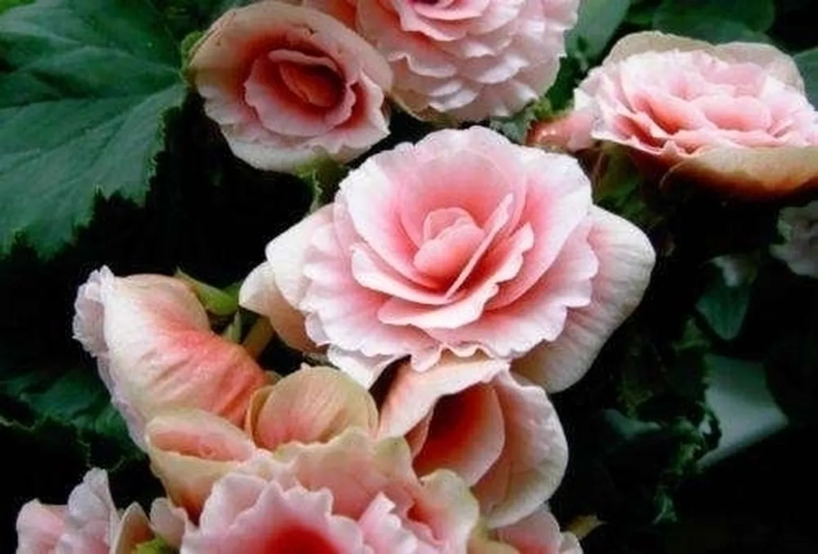 Begonia evansiana