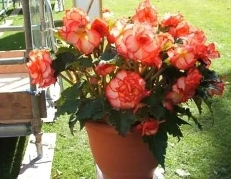 Begonia hiemalis o begonia semi tuberosa