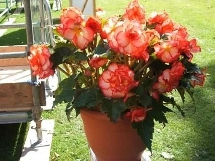 Begonia hiemalis o begonia semi tuberosa
