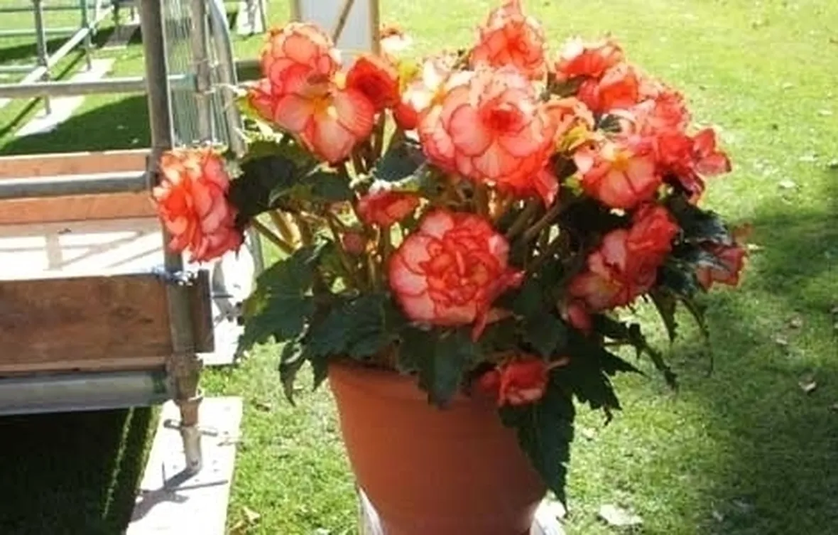 Begonia hiemalis o begonia semi tuberosa