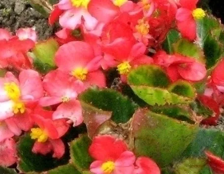 Begonia socotrana