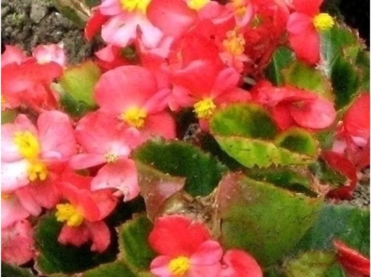 Begonia socotrana