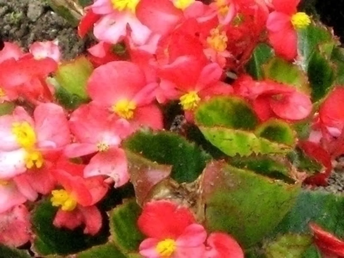 Begonia socotrana