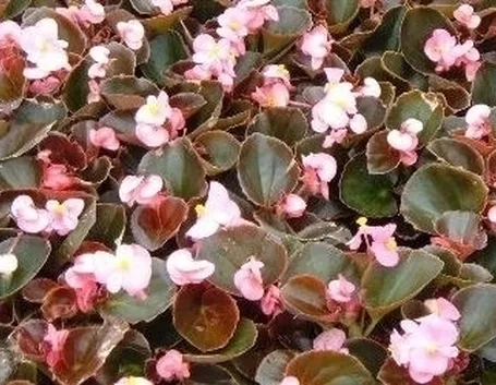 Begonia