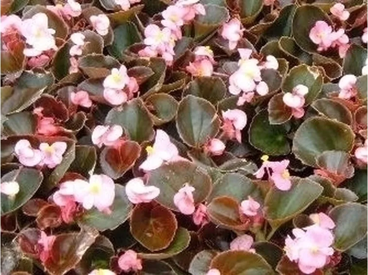 Begonia