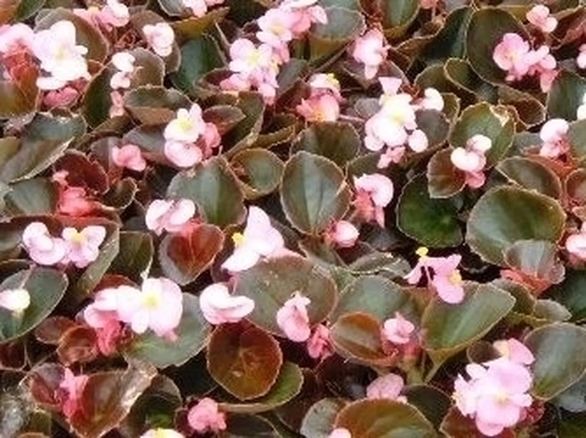 Begonia